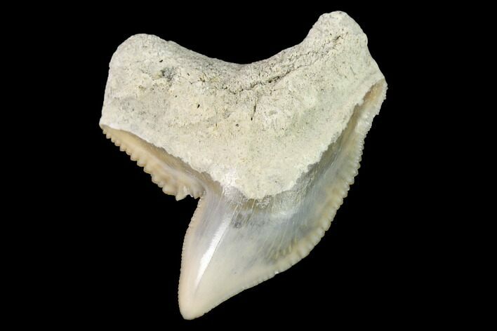 Fossil Tiger Shark (Galeocerdo) Tooth - Aurora, NC #143906